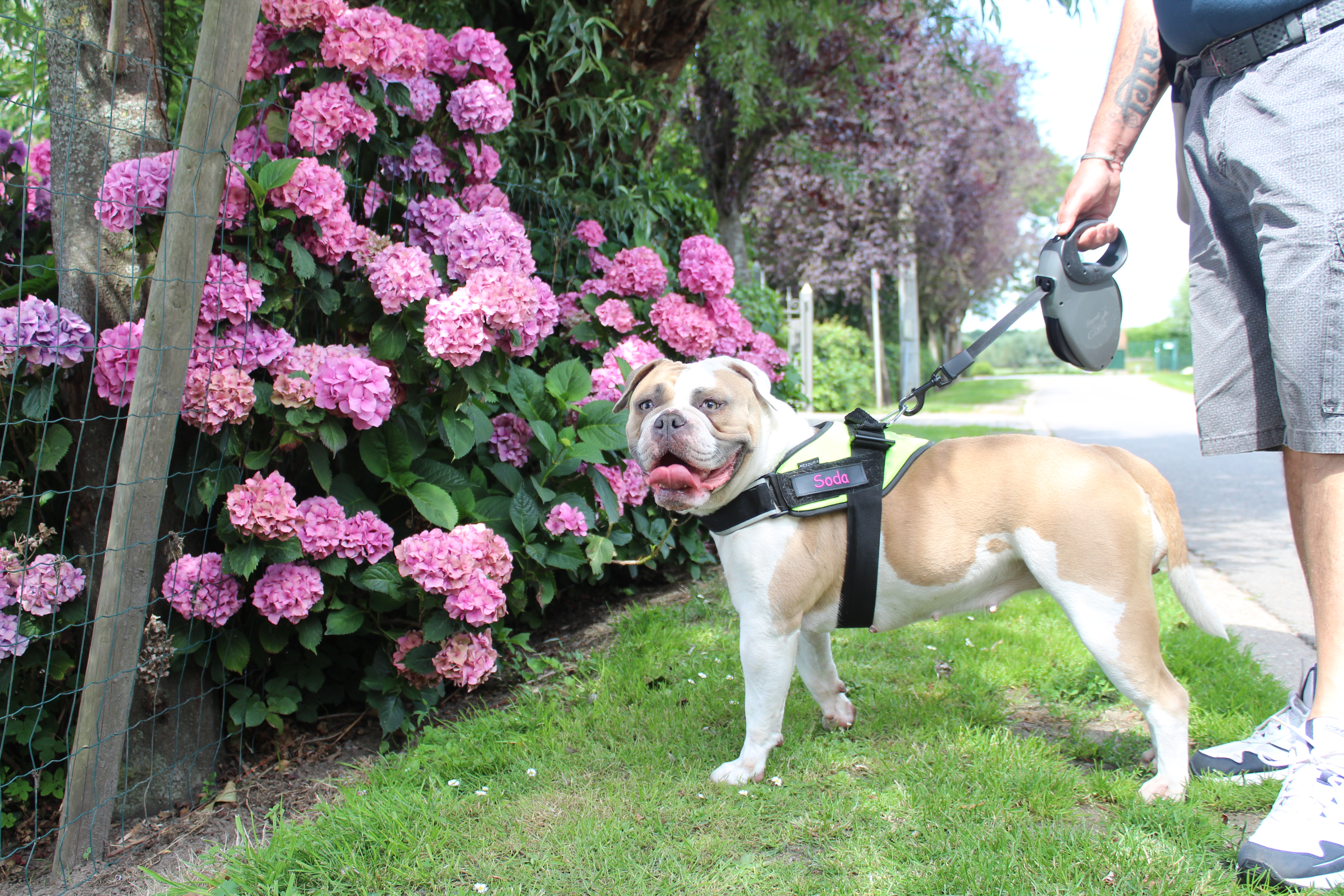 old english bulldog